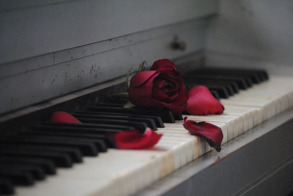 un trandafir rosu aprins pe un pian